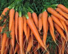 Fresh Carrots