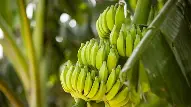 Bananas
